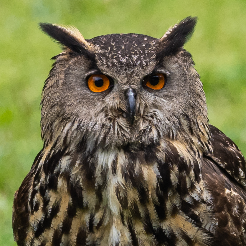 Grand duc boreon 21 juillet 2019 4