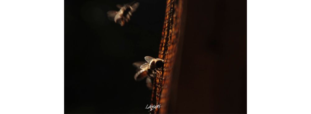 Abeille ruche photo apiculture naturaliste alsace lazuri