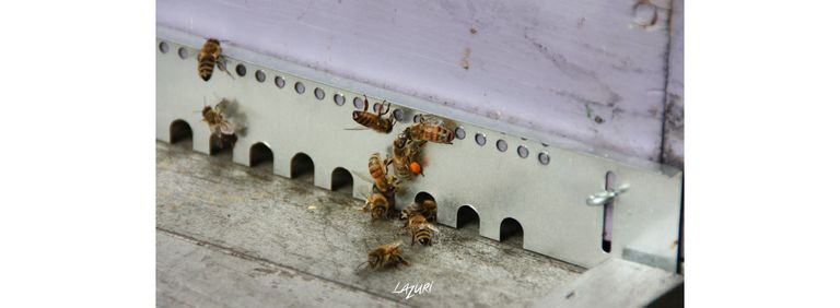 Photo abeille pollen recolte ruche miel lazuri laurie