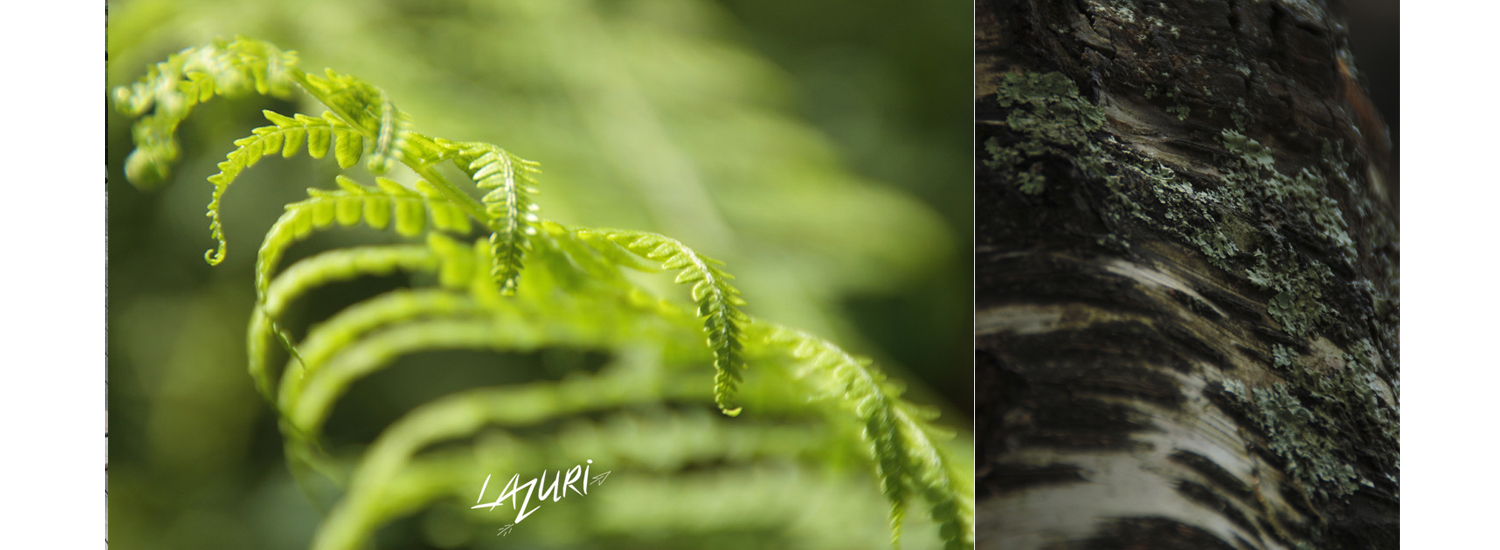 Photographe nature alsace lazuri