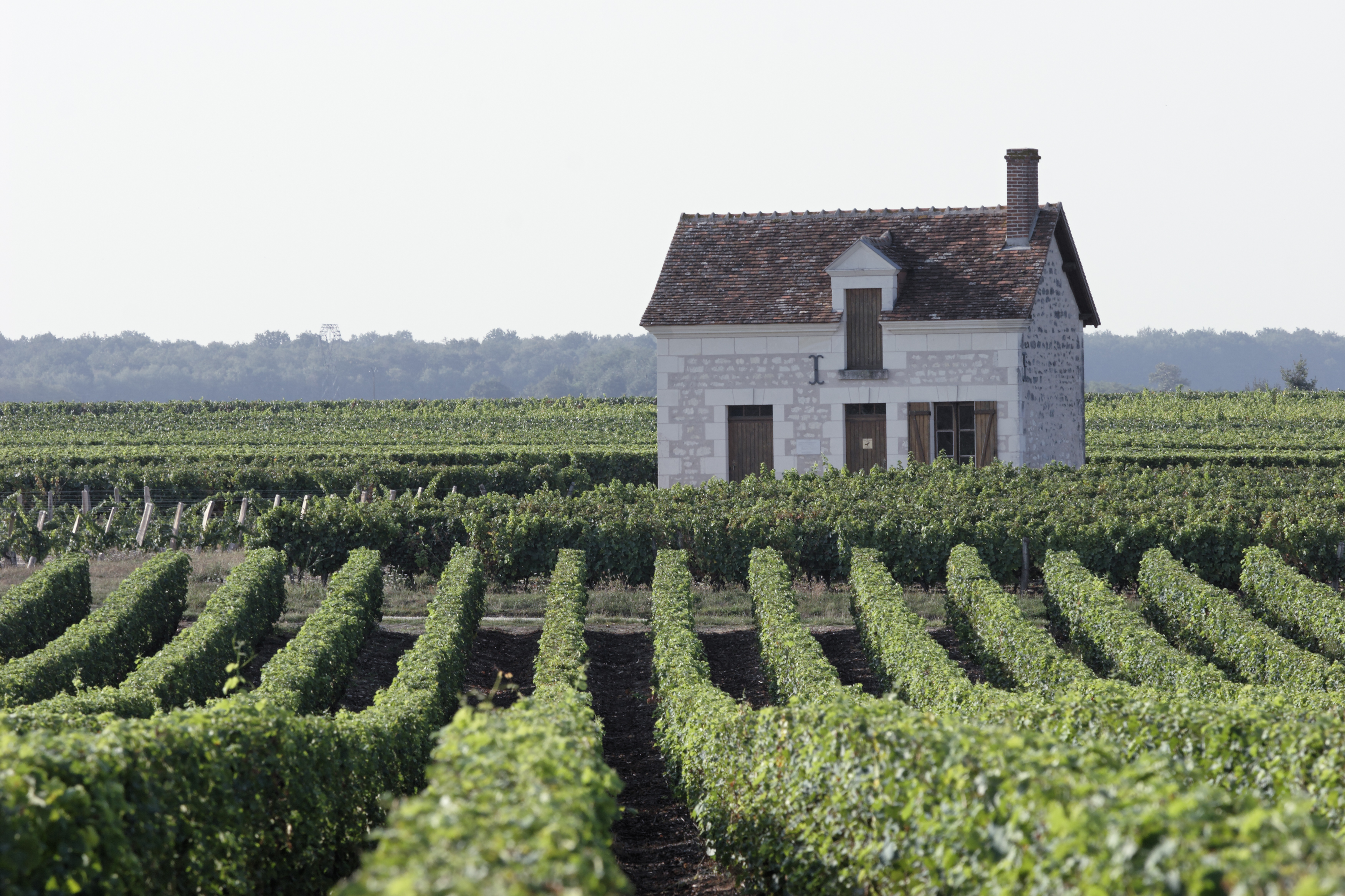 Loge de vigne lye