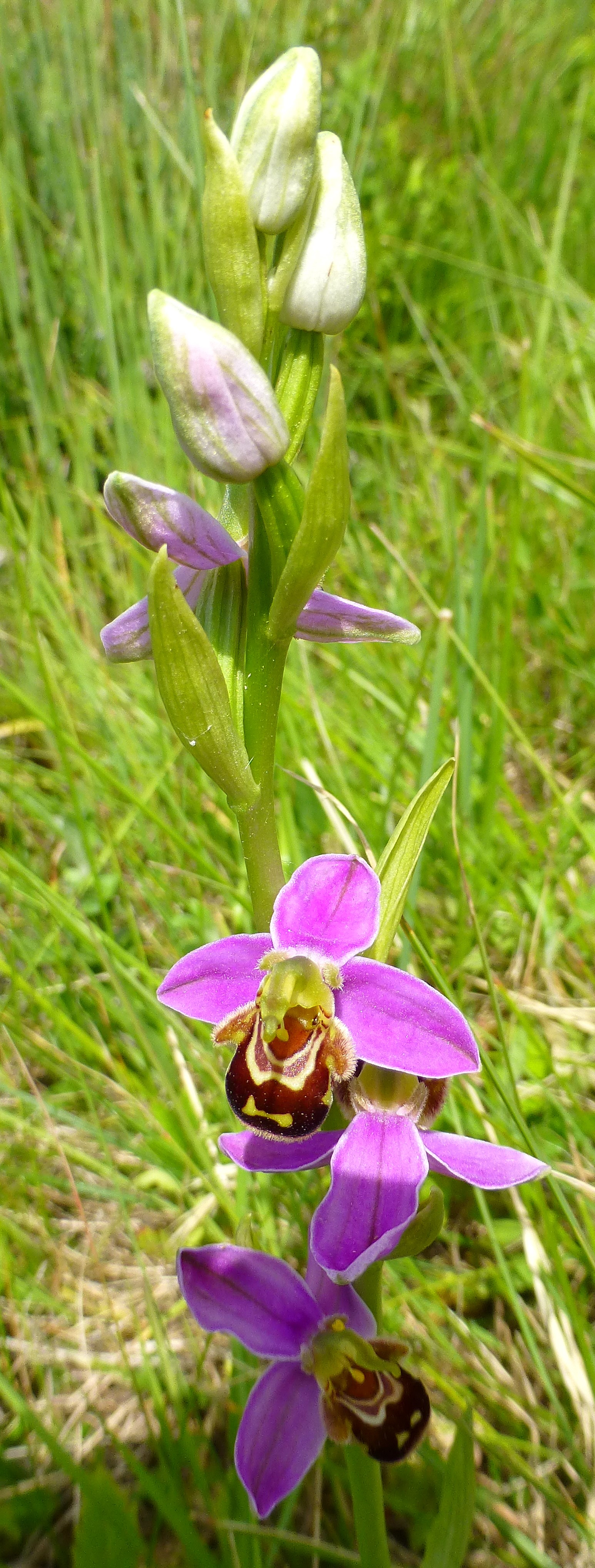 77 orchidee bourdon
