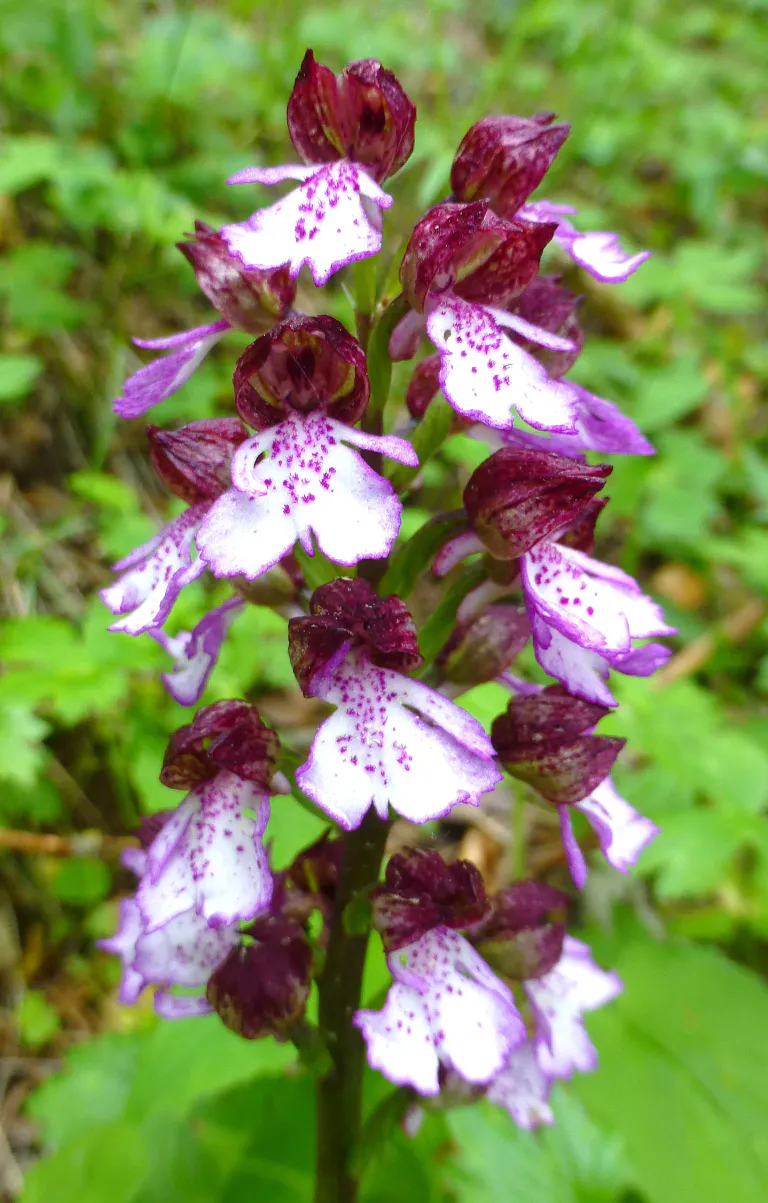 108 orchidee pourpre