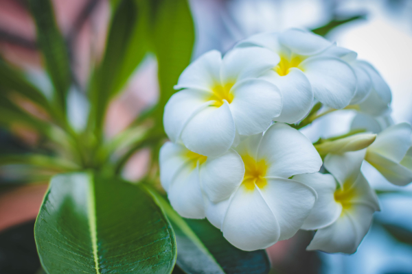Aromatherapy beautiful bloom 965982 photo by valeria boltneva from pexels