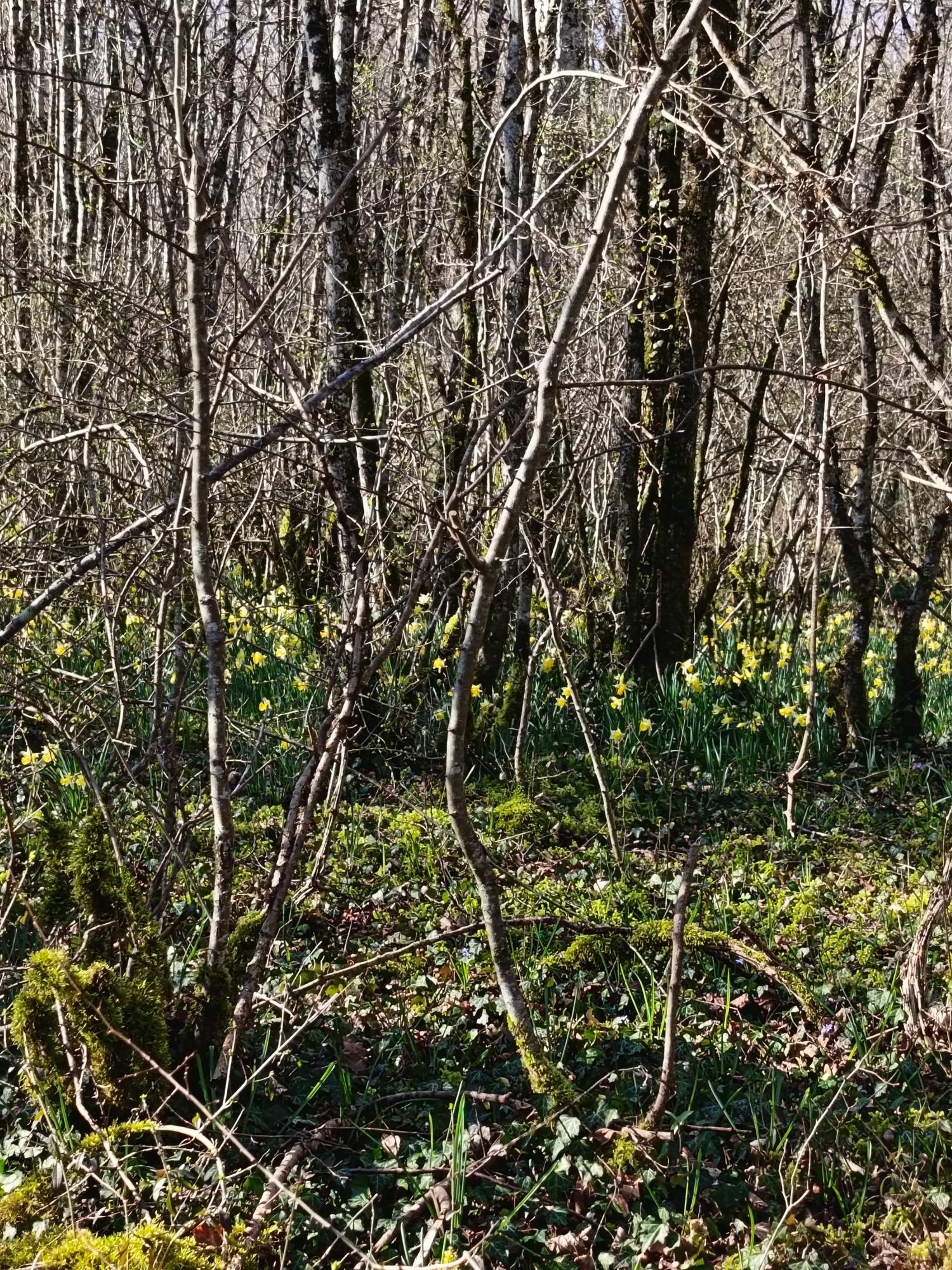 Sortie jonquilles 2 03 26 d