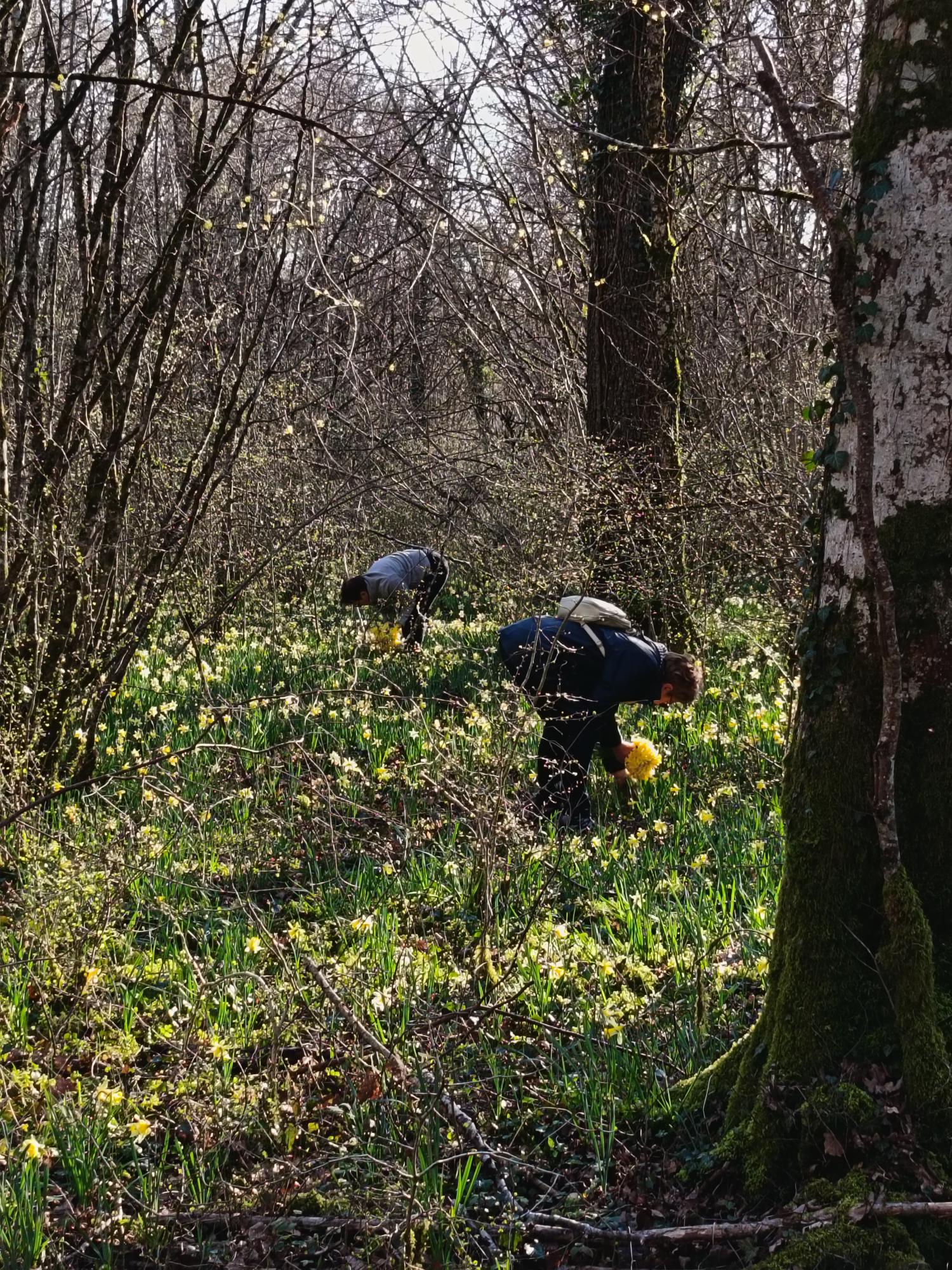 Sortie jonquilles 2 03 26 c