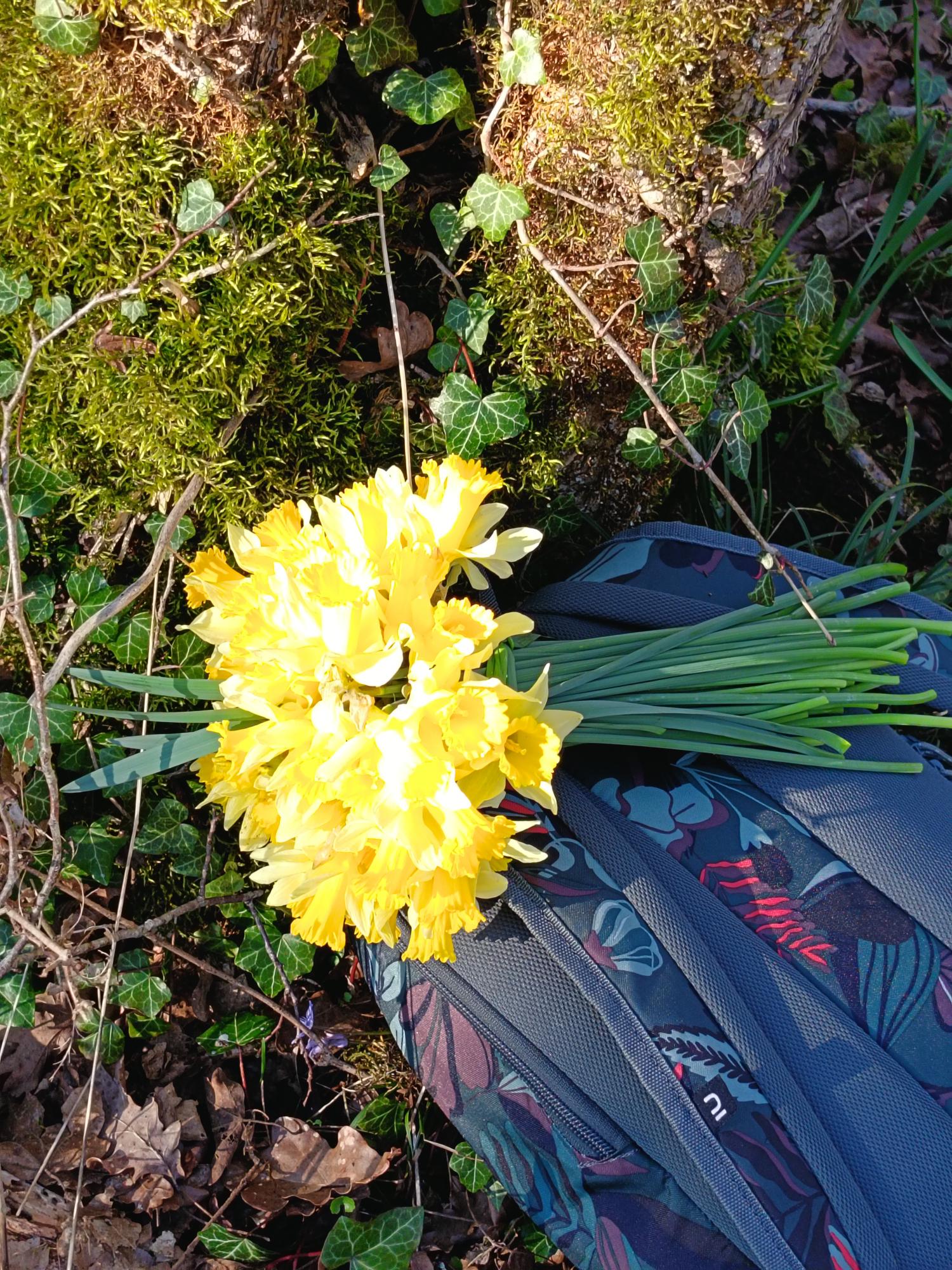 Sortie jonquilles 2 03 26 a