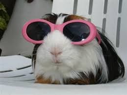 Lapin a lunettes roses