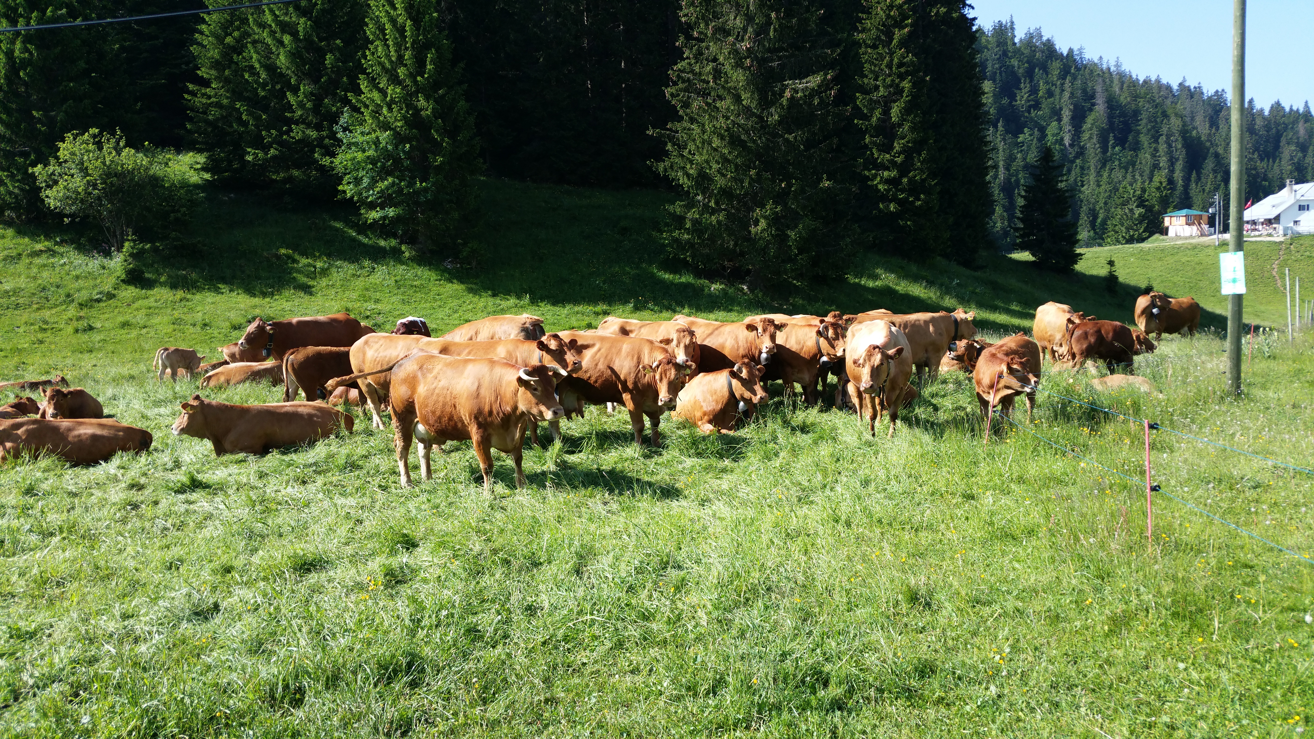 Vaches a la dole