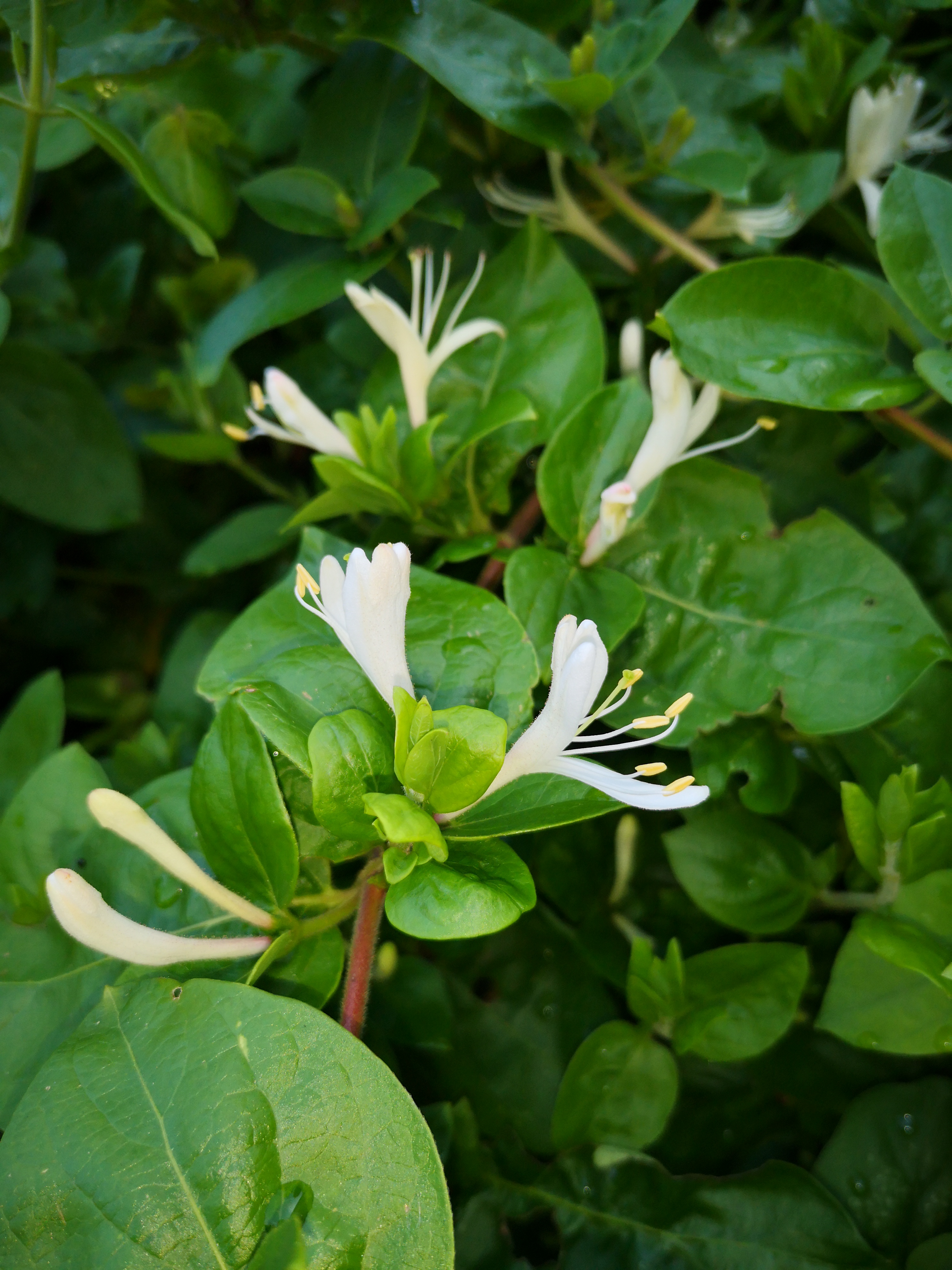 Fleur de miel 