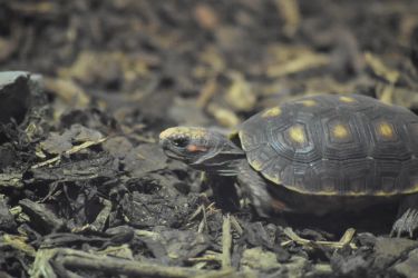Arrivée des tortues charbonnières à pattes rouges