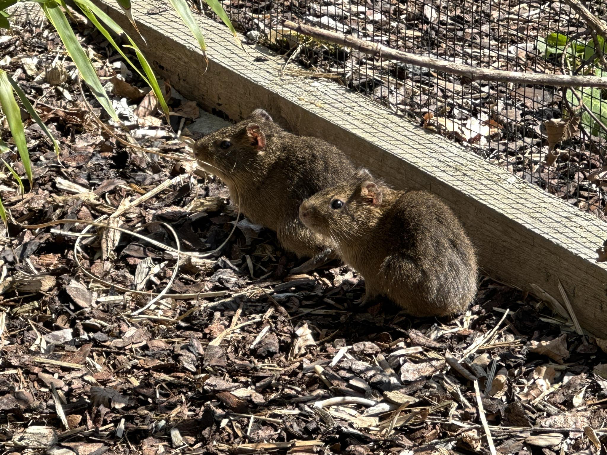 Nouveaux arrivants au ZooParc !