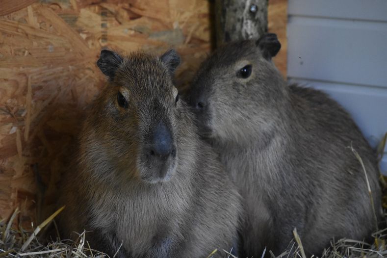 Des capybaras sont arrivés au ZooParc !