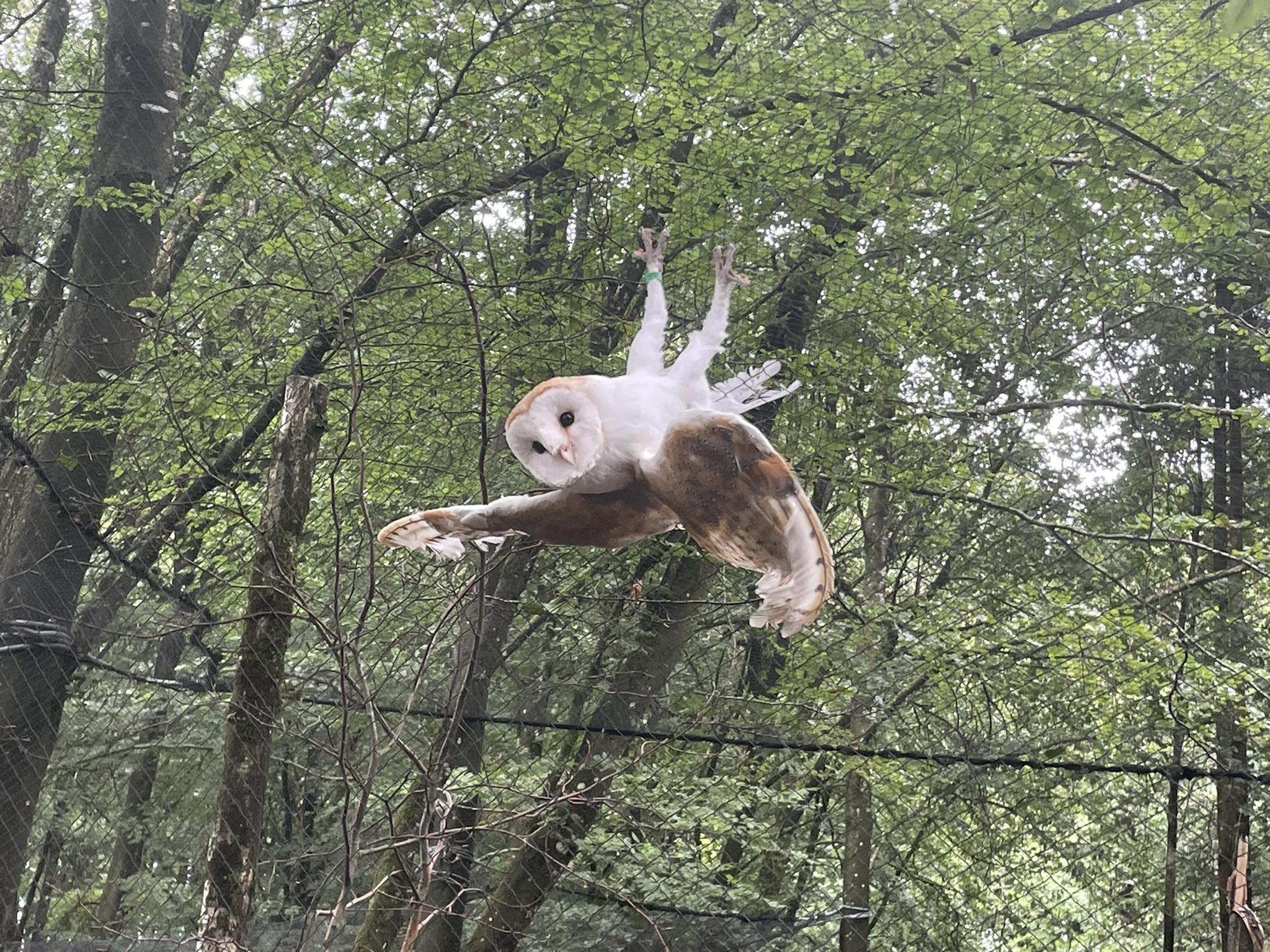 Le dames blanches sont arrivées au ZooParc !