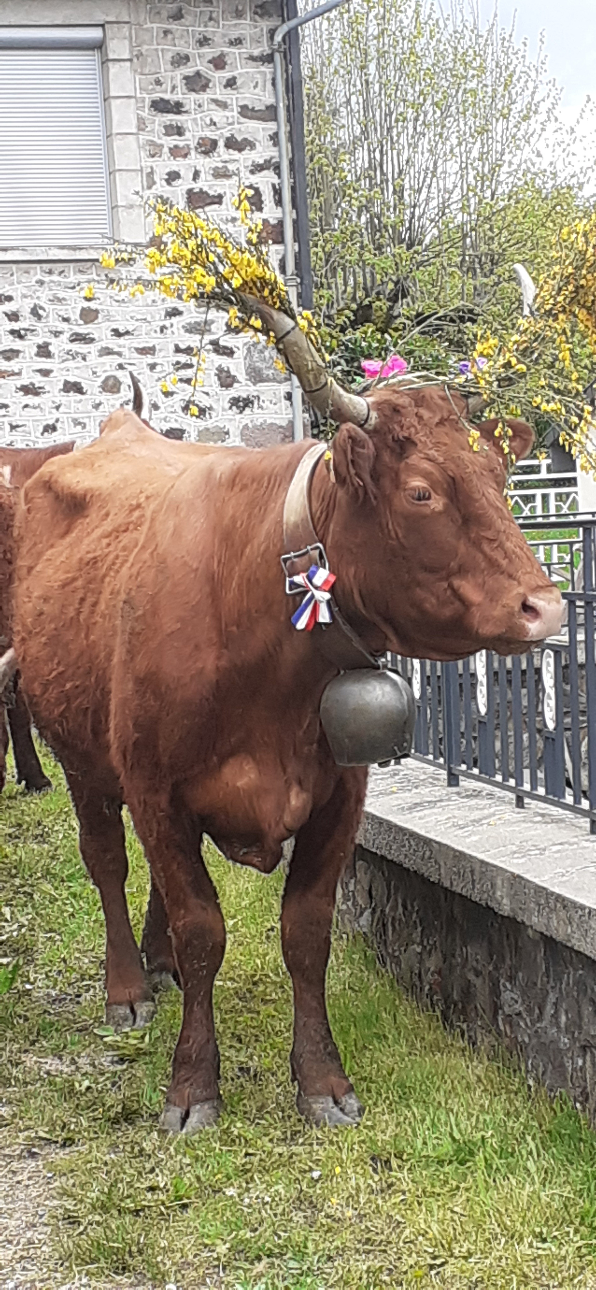 Vache-2