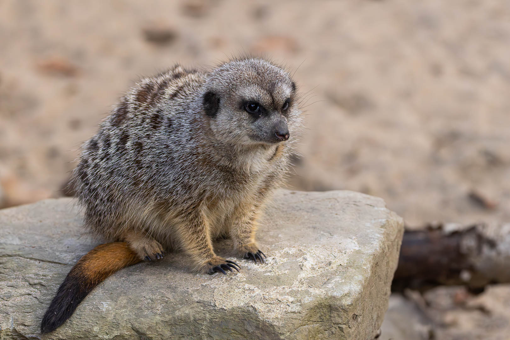 B17a8744 avec accentuation bruit