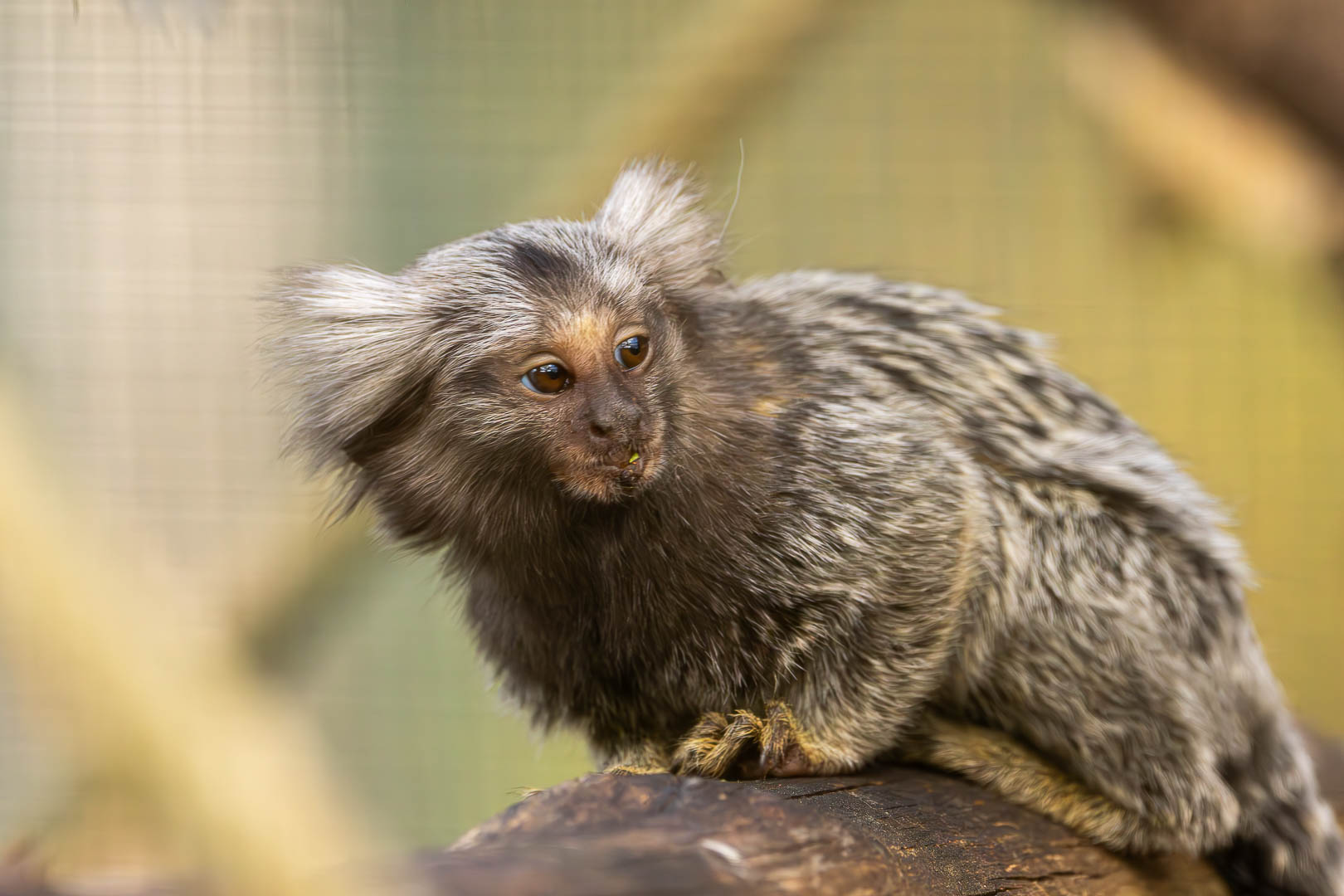 B17a0543 avec accentuation bruit