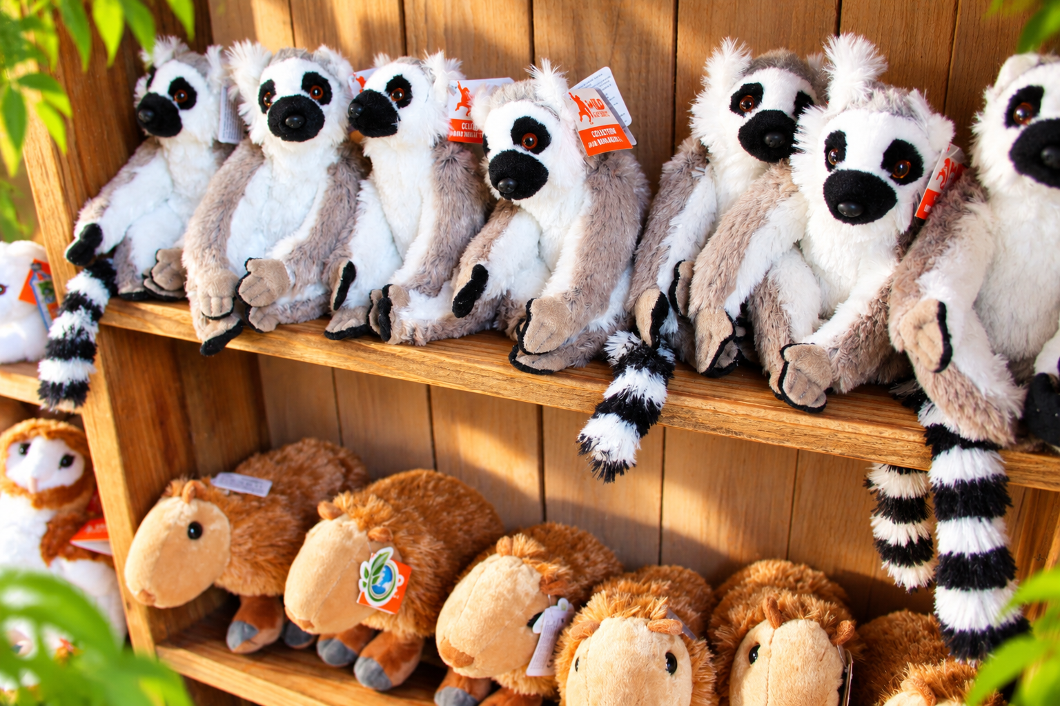 Peluches lemuriens sur etagere en bois