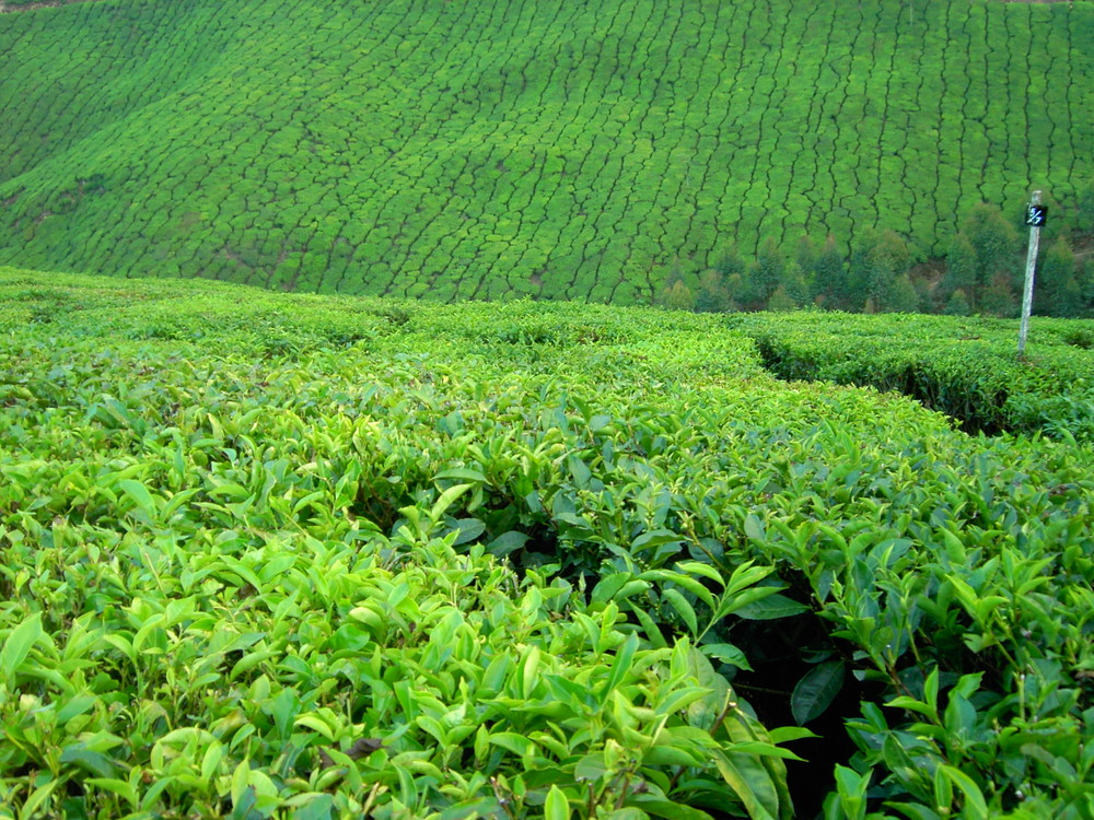 Inde 10 munnar 012