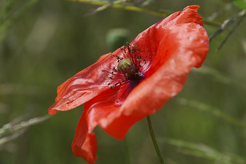 5669 0607 Coquelicot
