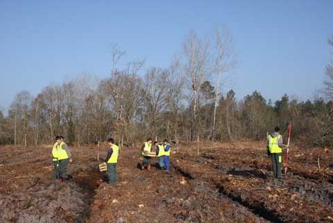 Plantation2