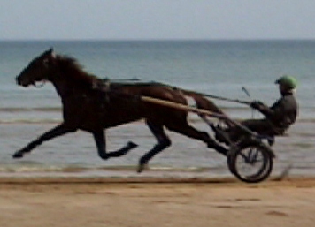 Allures trotteur entrainement