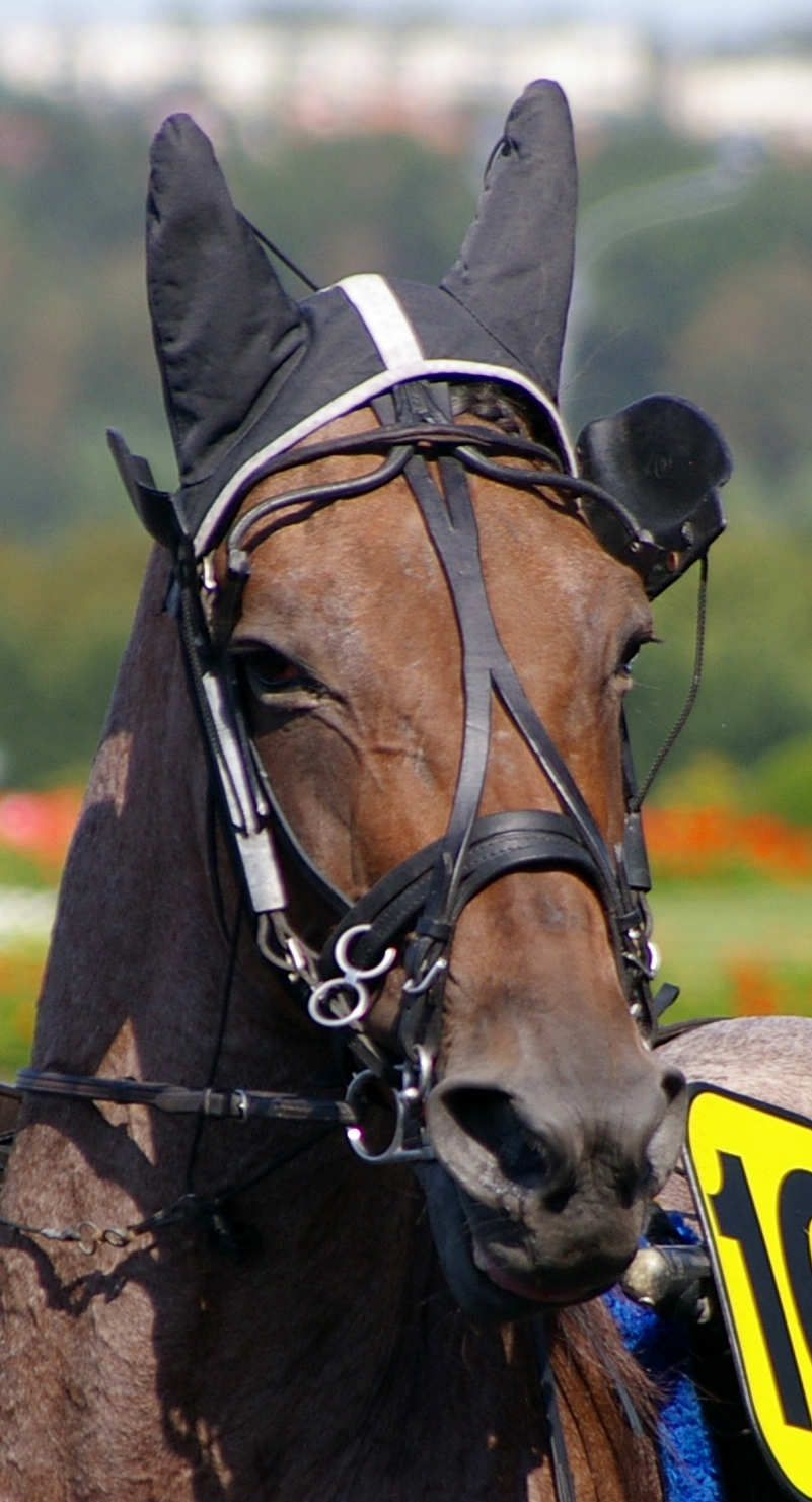 Bonnet cheval courses hippiques
