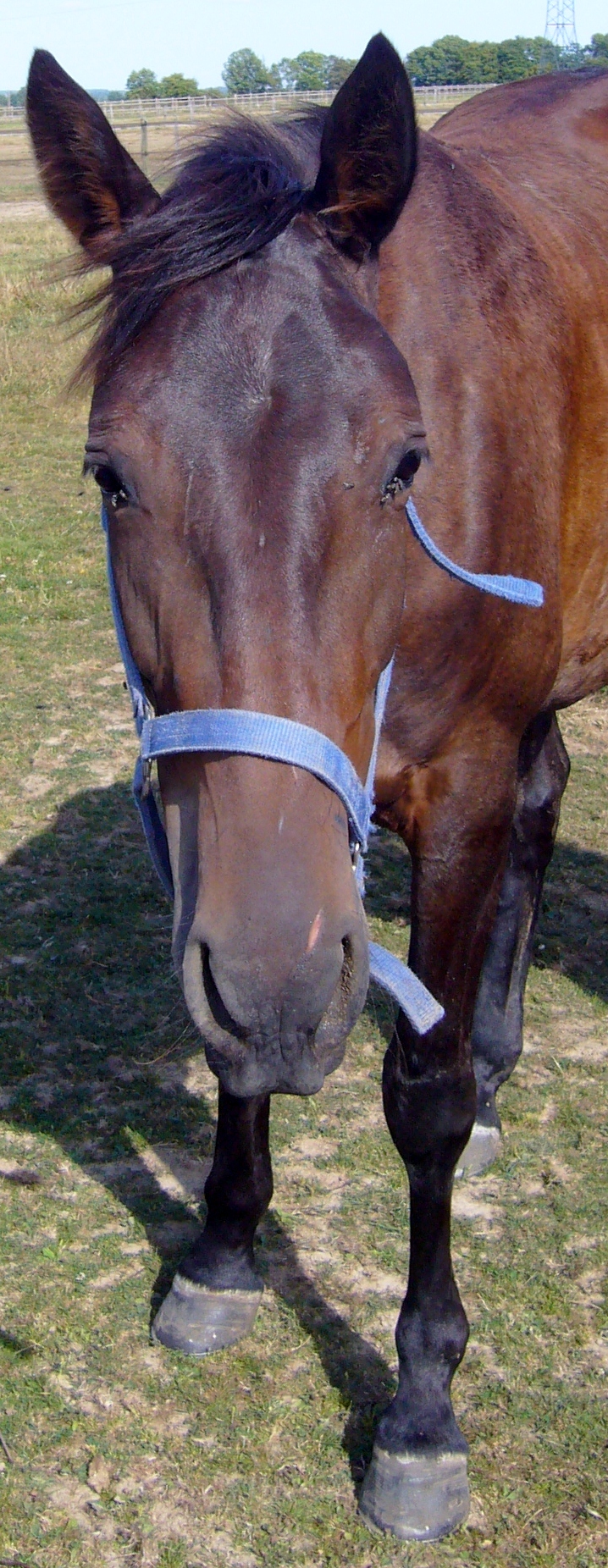 Cheval course hippique