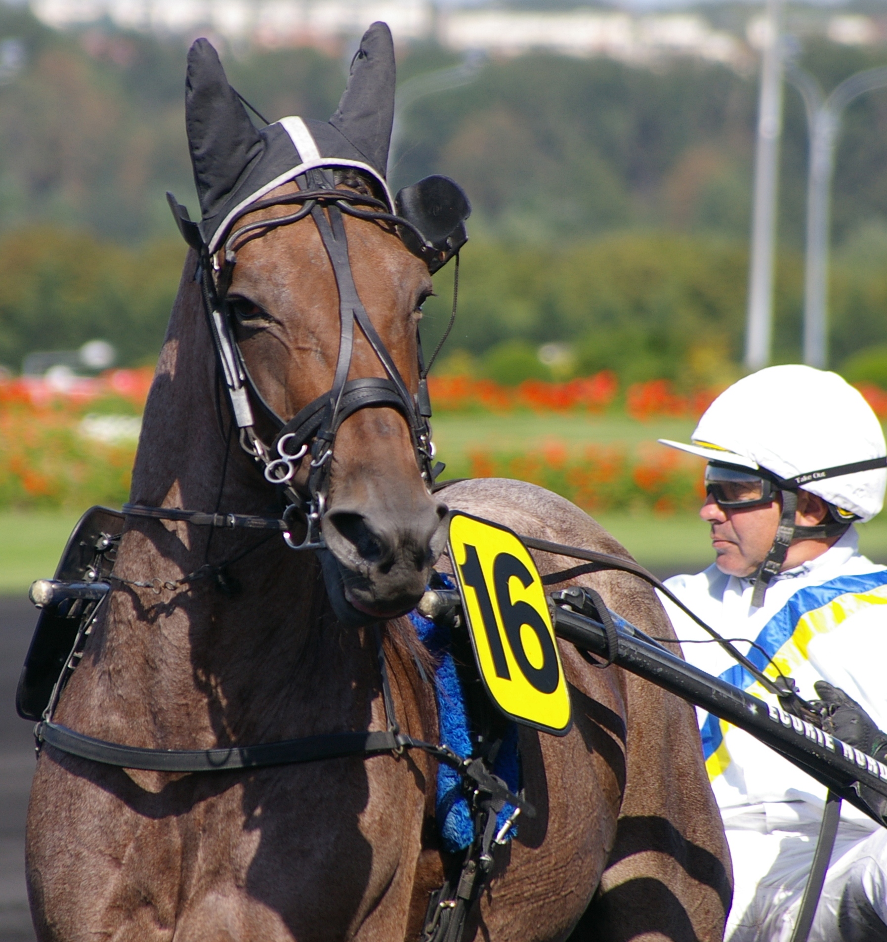 Harnachement du trotteur de courses