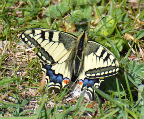 Machaon