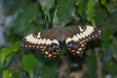 Machaon noir