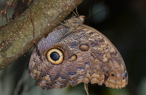 Papillon chouette