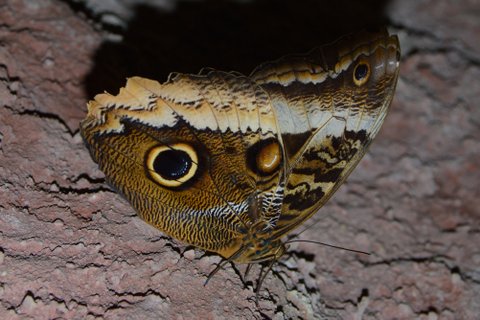 Papillon chouette