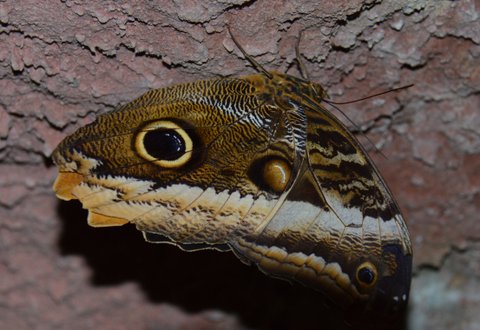 Papillon chouette