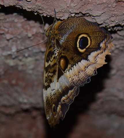 Papillon chouette