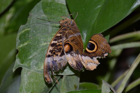 Papillon chouette