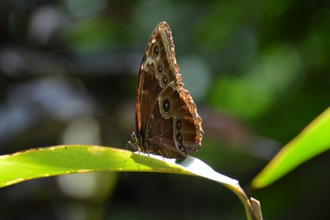Morpho bleu (ailes fermées)