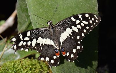 Papillon de Vinson