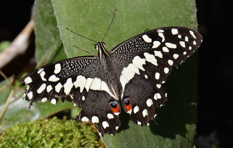 Papillon de Vinson
