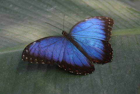 Morpho bleu