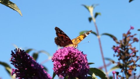 Belle-Dame
