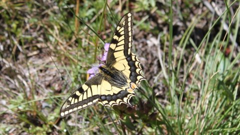 Machaon