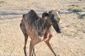 Galgos rue