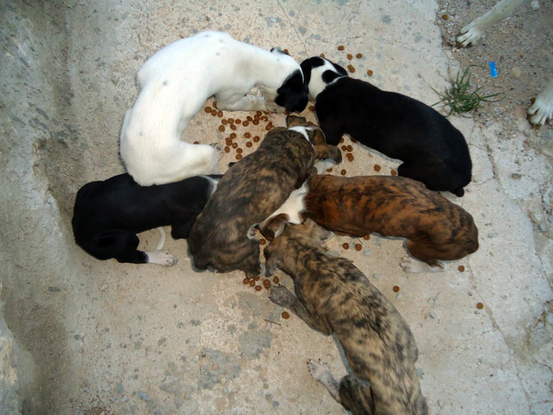 Galtuitos au refuge