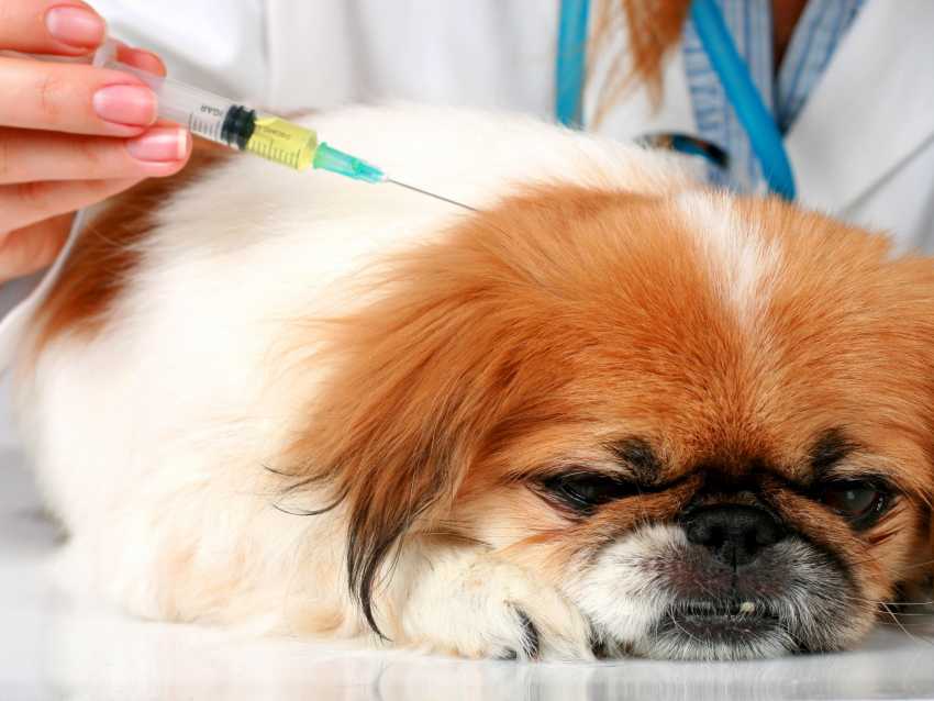  xlight 229 2375 prevenir la leishmaniose du chien