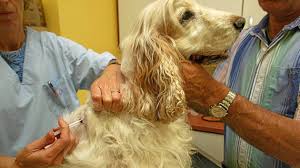 Vaccination
