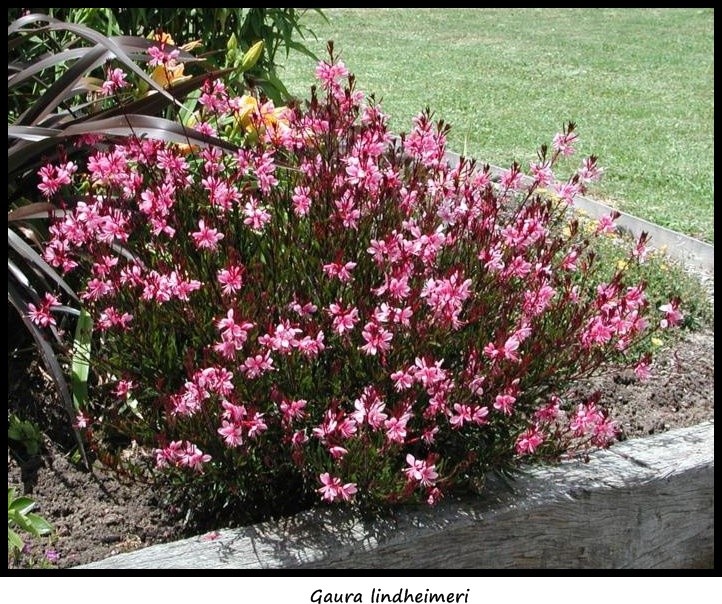Gaurappgarden2