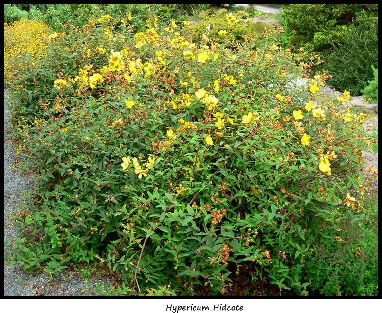 Hypericum hidcote