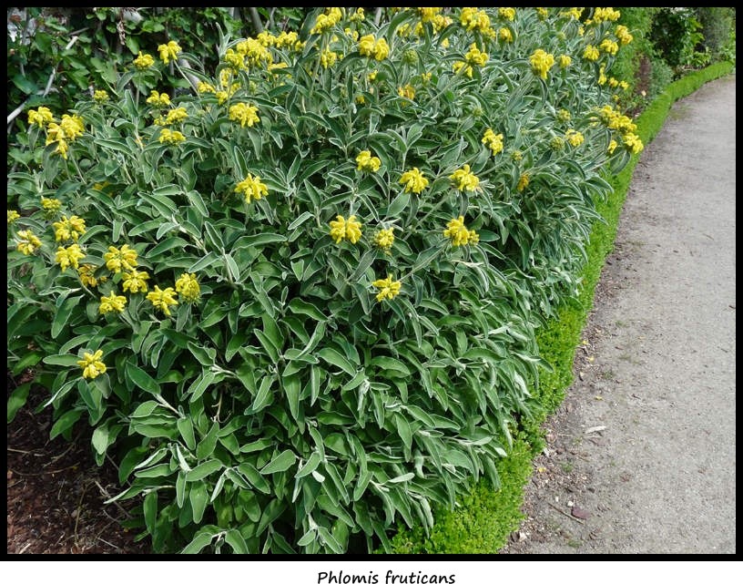 Phlomis fruticosa