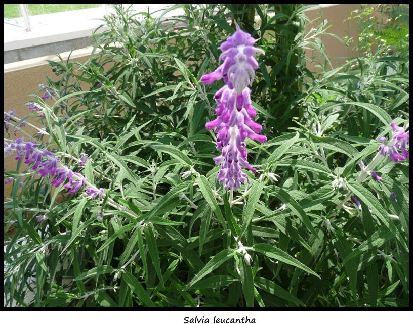 Salvia leucantha